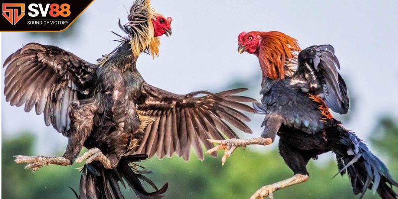 Cách chọn cánh, chân và cựa