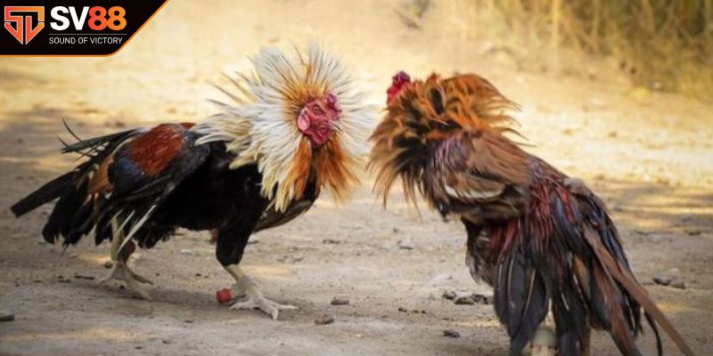 Cách chọn dựa trên tướng mạo