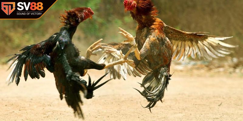 Chuyên gia SV88 bật mí bí quyết huấn luyện