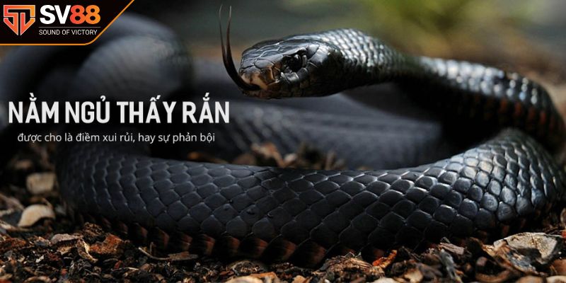 Giải mã giấc mơ thấy rắn là lành hay giữ?