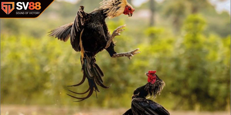 Luật đá gà và tầm quan trọng