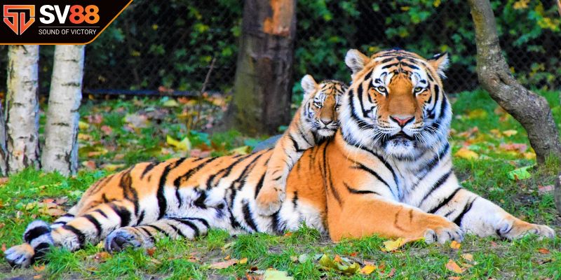 Ngủ mơ thấy cọp cảnh báo ý nghĩa gì?