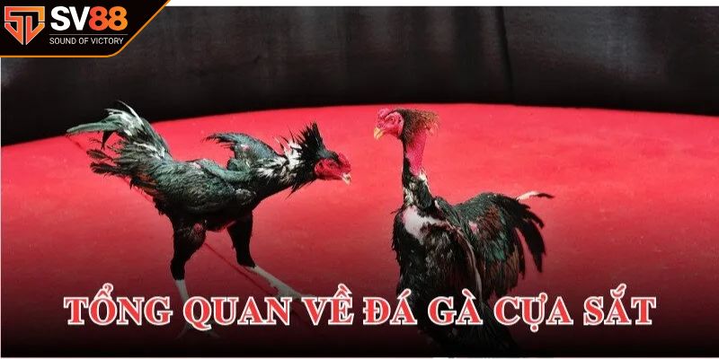 Nguồn gốc của đá gà cựa sắt