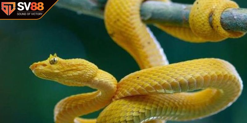 Ý nghĩa của giấc mộng có nhiều rắn cùng lúc